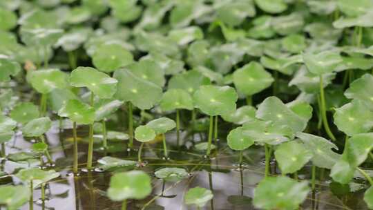 金钱草、铺地莲