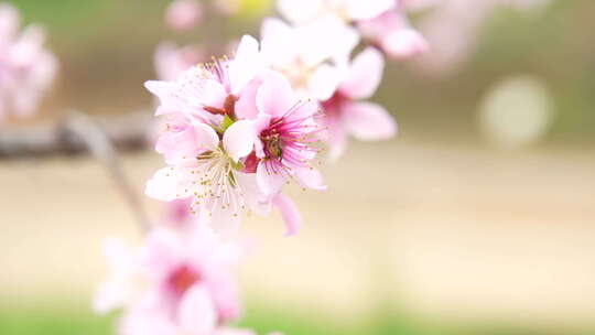 桃花盛开桃花源