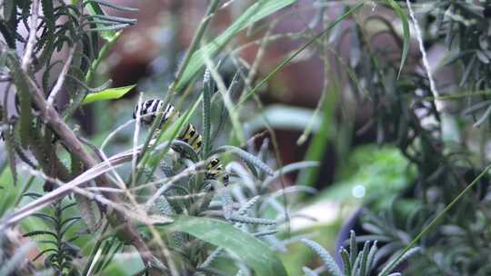 在植物上爬行的毛毛虫