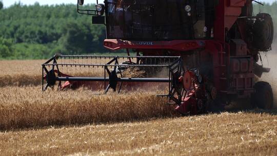 小麦收割工作粮食收获
