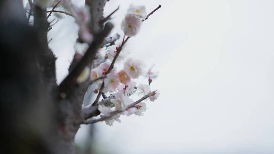 下雪天绽放的腊梅盆景