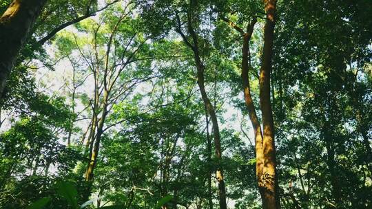 绿色森林树木丛林自然风景