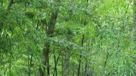 下雨天竹林景观特写，竹节挺拔竹叶繁茂