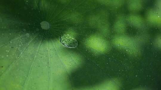 荷叶滴水荷叶水滴荷塘下雨