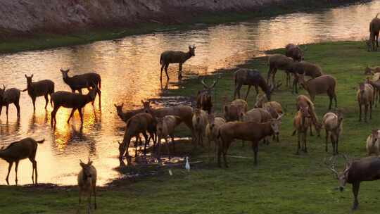 航拍日落时的盐城野鹿荡麋鹿群