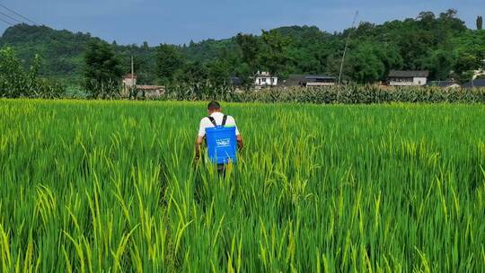 三农素材：夏天农民水稻田打药喷药实拍