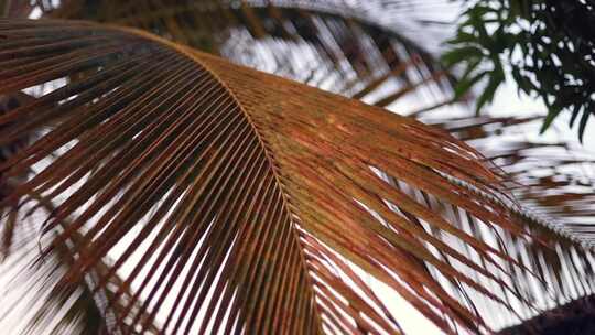 椰子树树叶