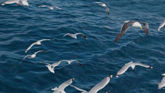 海鸥在海面飞翔升格