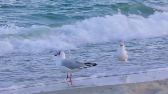 海边海浪沙滩上的海鸥