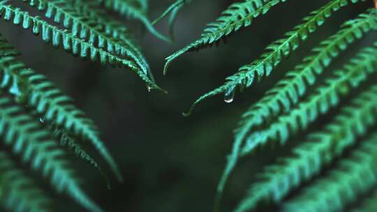 治愈系树叶雨后唯美森林