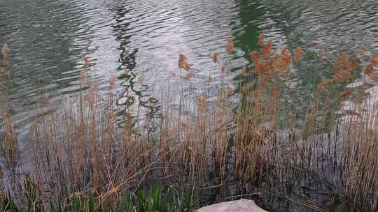 湖水波纹芦苇