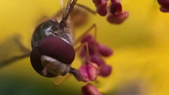 Hoverfly的特写视频