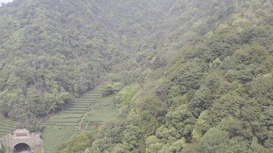 杭州西湖梅家坞茶园茶山