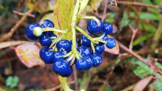 植物果实宝石蓝蓝色浆果慢镜头果实