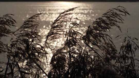 夕阳下芦苇剪影—水面光斑