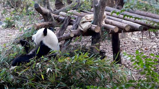 国宝 动作园 熊猫基地视频素材模板下载