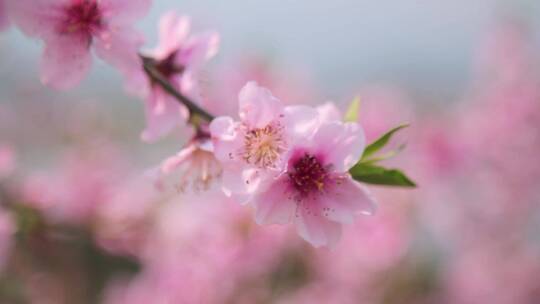 源东桃花