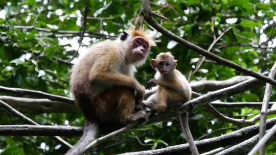 森林里的猴子妈妈和小猴子