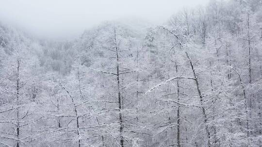 冬季雪景雾凇