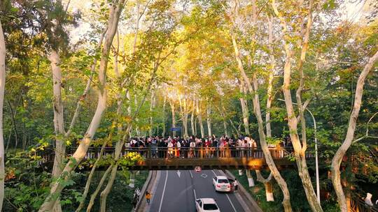 南京秋天 梧桐大道 陵园路