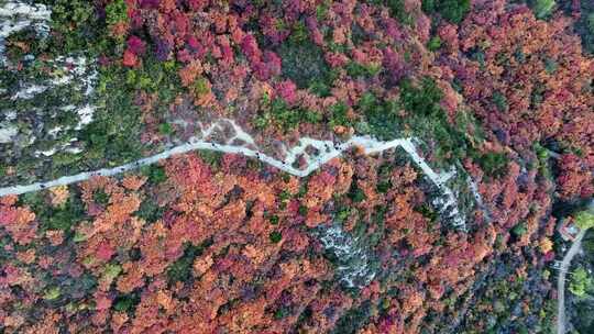 秋日红叶森林航拍满山红叶