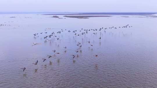 大雁飞行 候鸟群飞航拍 鄱阳湖