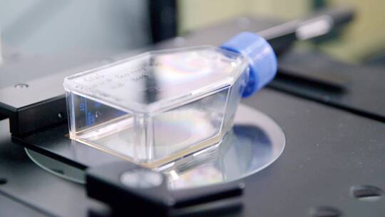化验室 生物 细胞 培养 实验