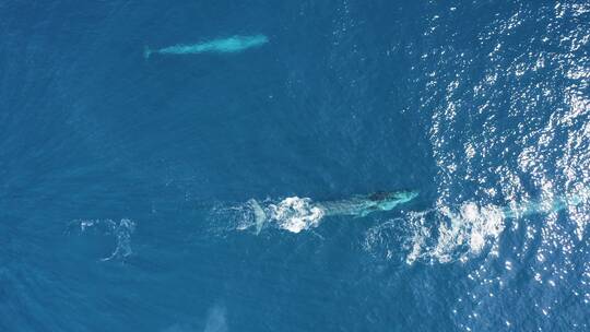 鲸鱼 蓝鲸 座头鲸视频素材模板下载