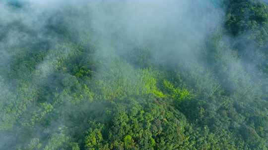 航拍山川原始森林云雾缭绕