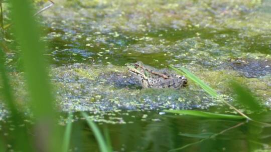 绿蛙站在水沼泽上