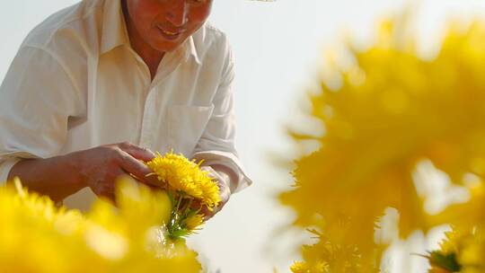 金丝皇菊