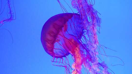 海洋生物海洋馆水母优雅的游动升格
