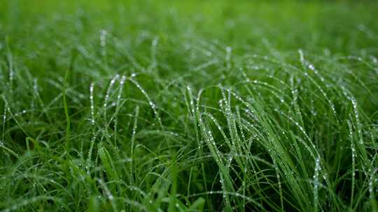 晨露清晨沾满露水的小草