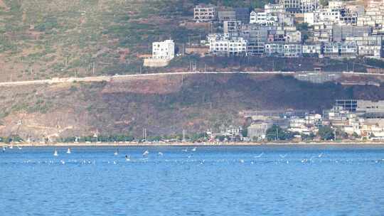 海鸥红嘴鸥大理洱海昆明滇池视频素材模板下载