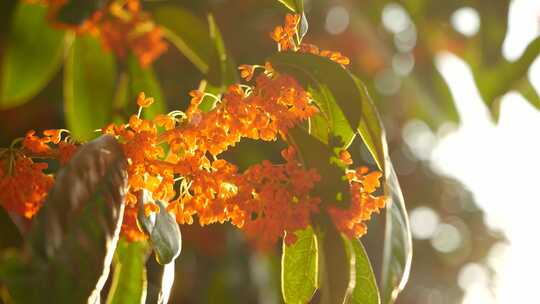 夕阳下的桂花盛开 逆光唯美桂花素材