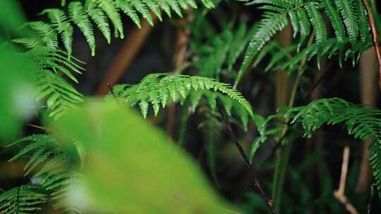 【正版素材】春天植物