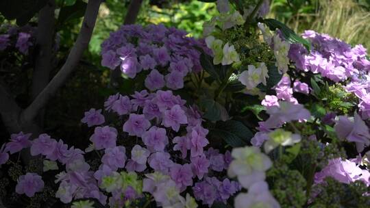 【精品】绣球花绣球花园鲜花园艺园林