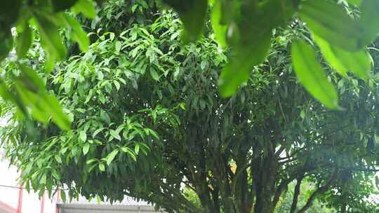 下雨天桂花树金桂八月桂花植物水滴升格