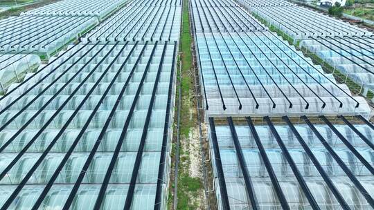 大棚蔬菜基地