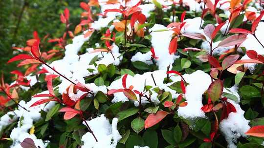 冬天唯美雪景绿叶红花上的雪