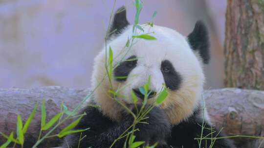 吃竹子的国宝大熊猫视频素材模板下载