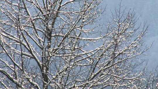 冬天白雪飘落覆盖树枝