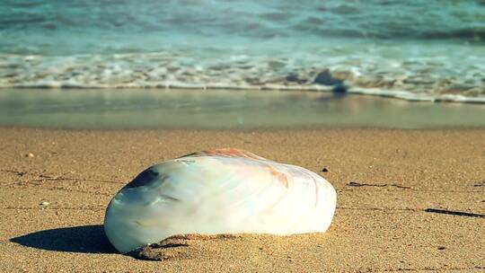 在海滩上发现的单一贝壳