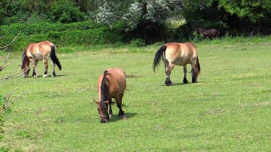 三只小马在草地上吃草