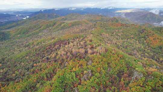 秋天五花山森林黑龙江小兴安岭林区航拍