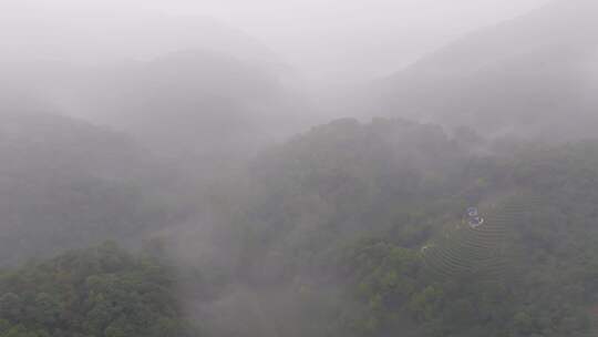 杭州西湖翁家山龙井茶园云雾风光