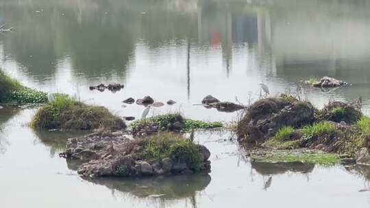 湿地公园白鹭河水3视频素材模板下载