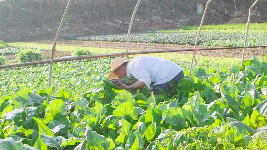 红菜苔产地