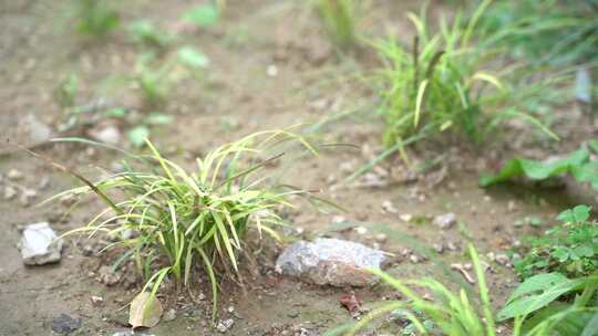 小区绿化 草 小草 绿植 植物