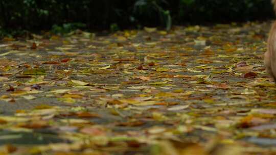 铺满落叶的路面实拍